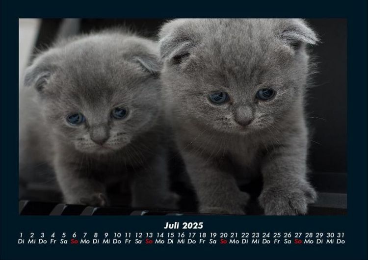 Produktbild: F&uuml;r Katzenfreunde 2025 Fotokalender DIN A4