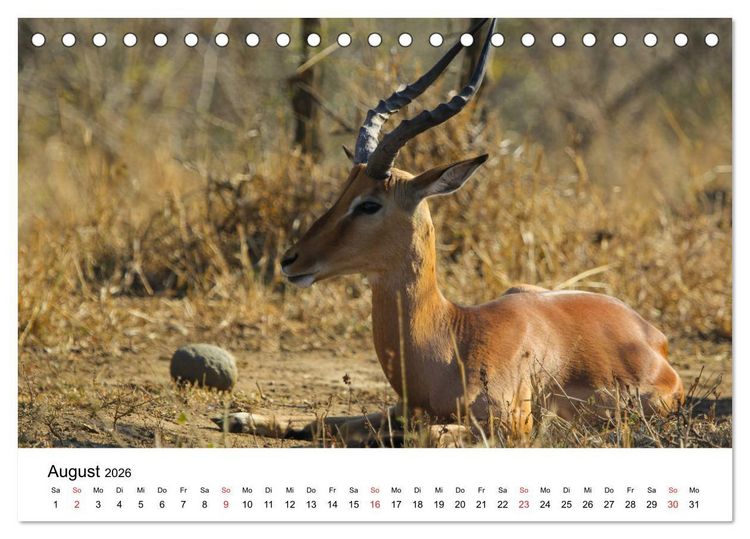 Produktbild: S&uuml;dafrika - Eine beeindruckende Tierwelt (Tischkalender 2026 DIN A5 quer), CALVENDO Monatskalender
