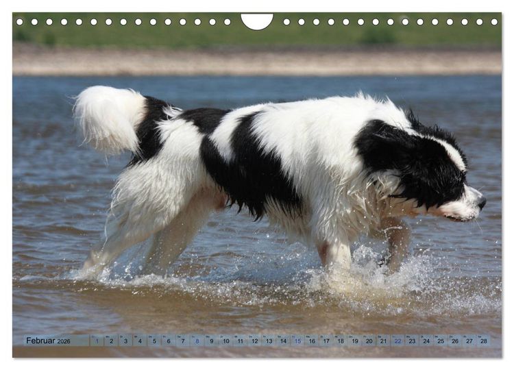 Produktbild: Landseer - Das Wasser ist ihr Element (Wandkalender 2026 DIN A4 quer), CALVENDO Monatskalender