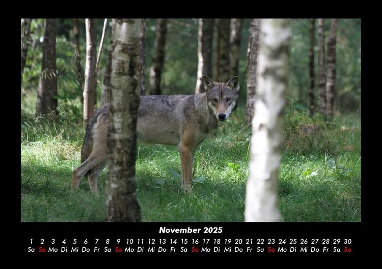 Produktbild: B&auml;ume 2025 Fotokalender DIN A3