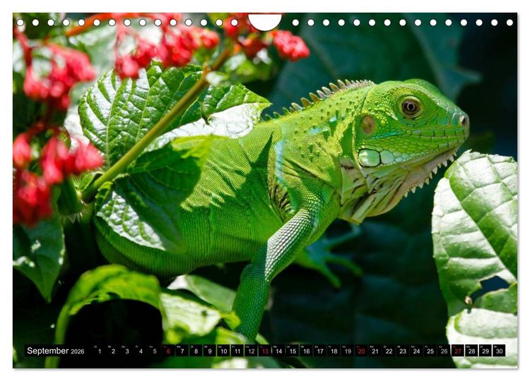 Produktbild: Regenwald &bull; Tiere im Dschungel (Wandkalender 2026 DIN A4 quer), CALVENDO Monatskalender