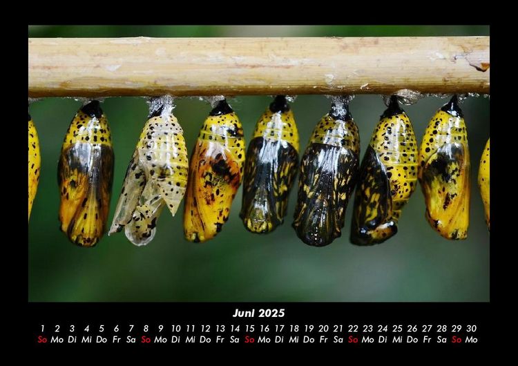 Produktbild: Bunte Pracht der Schmetterlinge 2025 Fotokalender DIN A3