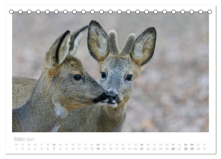 Produktbild: Rehwild 2027 (Tischkalender 2027 DIN A5 quer), CALVENDO Monatskalender