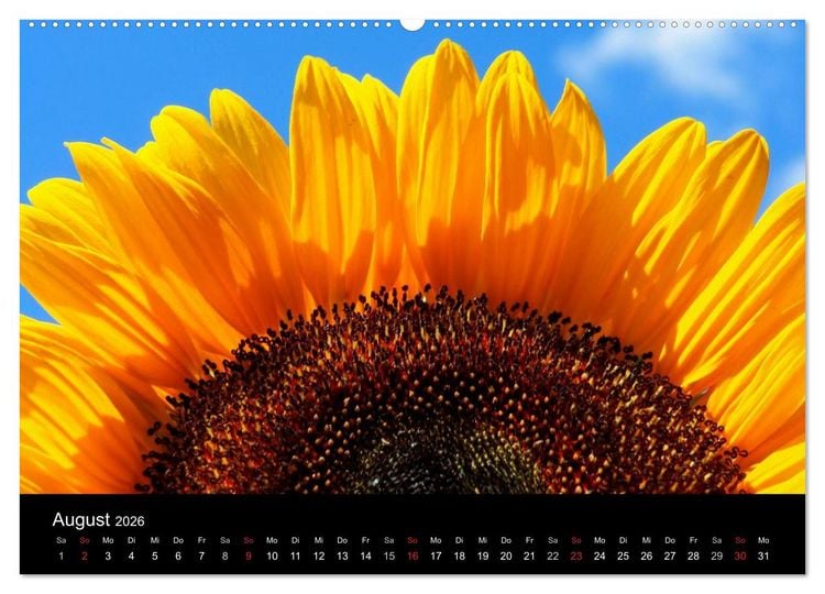 Produktbild: Sonnenblumen (Wandkalender 2026 DIN A2 quer), CALVENDO Monatskalender