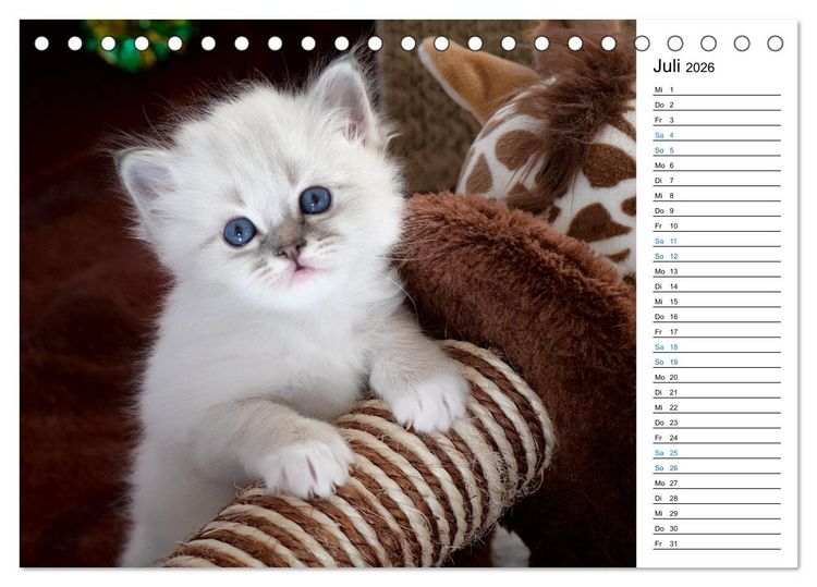 Produktbild: Heilige Birma Kitten mit Planer (Tischkalender 2026 DIN A5 quer), CALVENDO Monatskalender