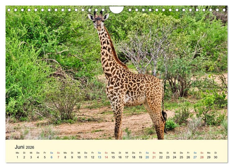 Produktbild: Giraffen, die Sch&ouml;nen der Savanne (Wandkalender 2026 DIN A4 quer), CALVENDO Monatskalender