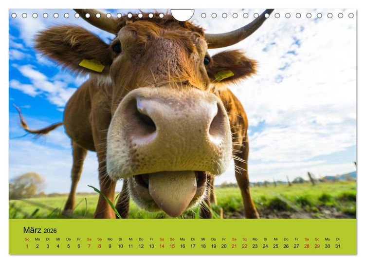 Produktbild: Kuhckst du? (Wandkalender 2026 DIN A4 quer), CALVENDO Monatskalender