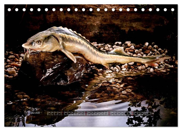 Produktbild: UNSER FISCH. S&Uuml;&szlig;WASSER. (Tischkalender 2026 DIN A5 quer), CALVENDO Monatskalender
