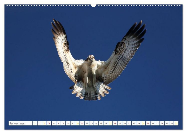 Produktbild: Fischadler - Meister des Sturzfluges (Wandkalender 2026 DIN A2 quer), CALVENDO Monatskalender