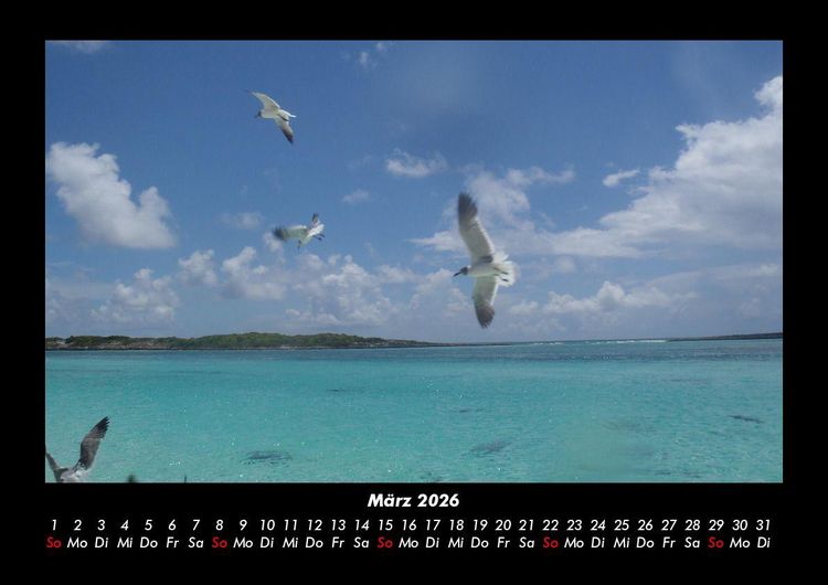 Produktbild: Vogelparadies 2026 Fotokalender DIN A3