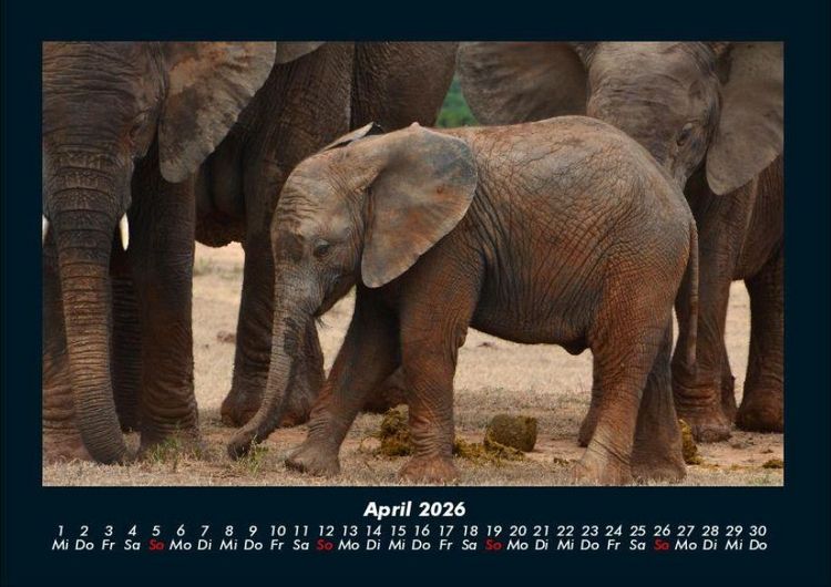 Produktbild: Der Tierkalender 2026 Fotokalender DIN A4