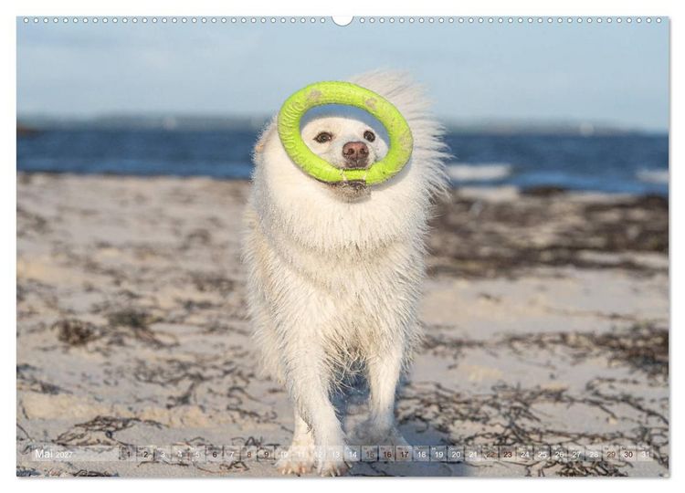 Produktbild: Mit Hunden an den Str&auml;nden von Nord- und Ostsee (hochwertiger Premium Wandkalender 2027 DIN A2 quer), Kunstdruck in Hochglanz