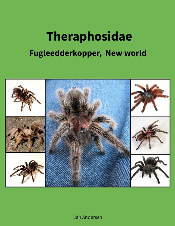 Produktbild: Theraphosidae