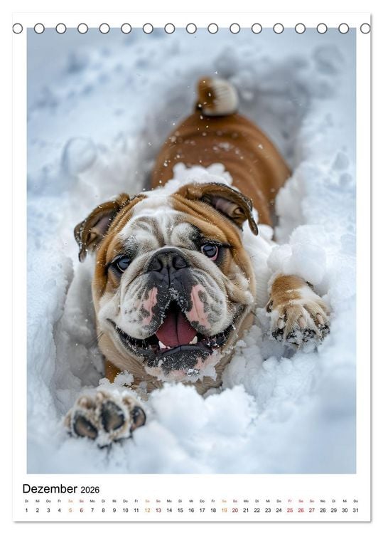 Produktbild: Englische Bulldogge - sanfter Kumpel (Tischkalender 2026 DIN A5 hoch), CALVENDO Monatskalender
