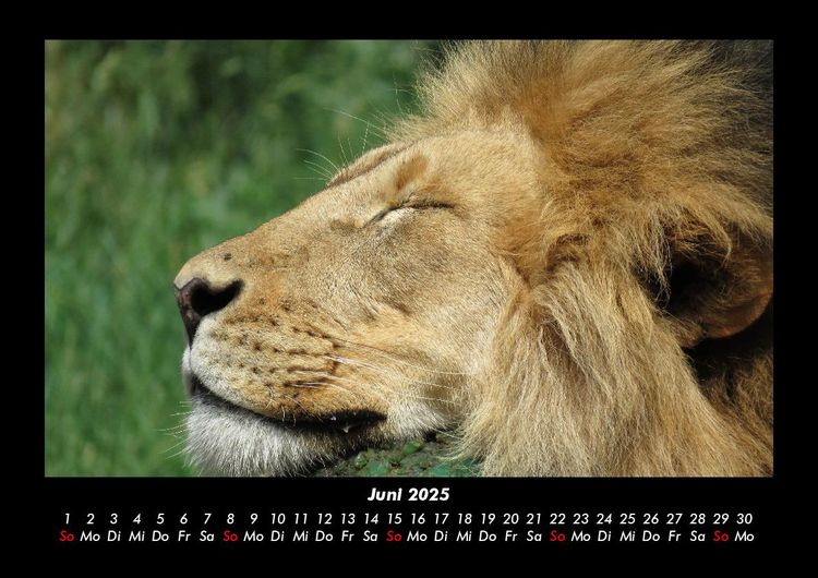 Produktbild: Tiere im Zoo 2025 Fotokalender DIN A3