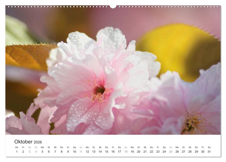 Produktbild: Kirschbl&uuml;tentraum (hochwertiger Premium Wandkalender 2026 DIN A2 quer), Kunstdruck in Hochglanz