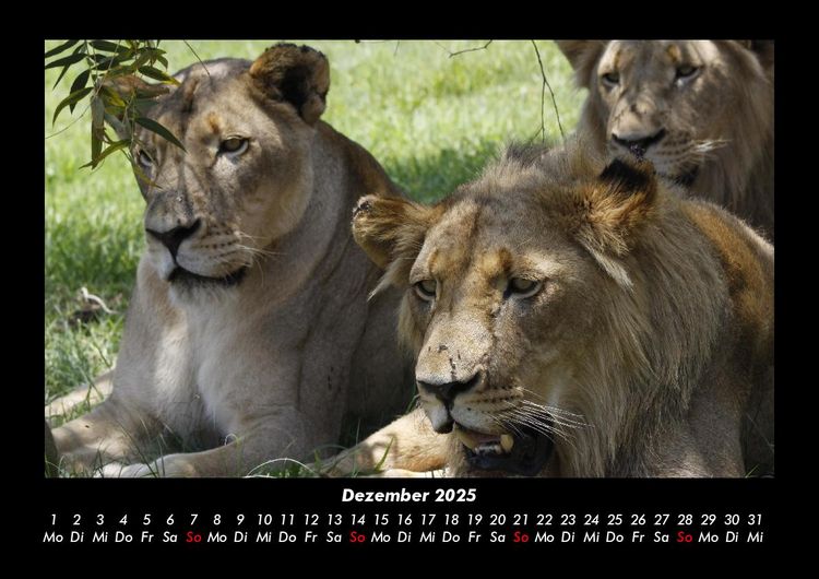 Produktbild: L&ouml;wen in der Wildnis 2025 Fotokalender DIN A3