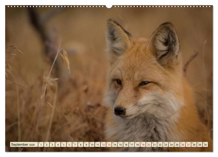 Produktbild: Fuchs - schlauer R&auml;uber (hochwertiger Premium Wandkalender 2026 DIN A2 quer), Kunstdruck in Hochglanz