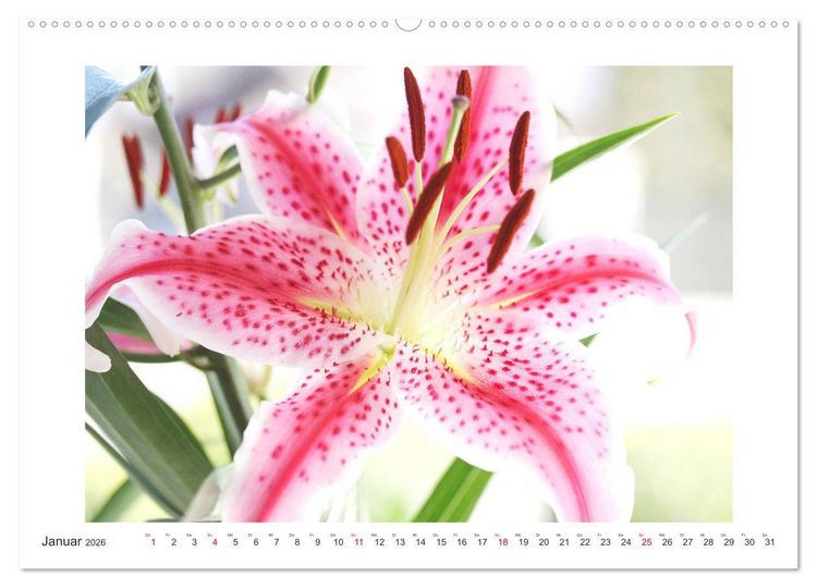 Produktbild: Bl&uuml;ten eines Sommers (hochwertiger Premium Wandkalender 2026 DIN A2 quer), Kunstdruck in Hochglanz
