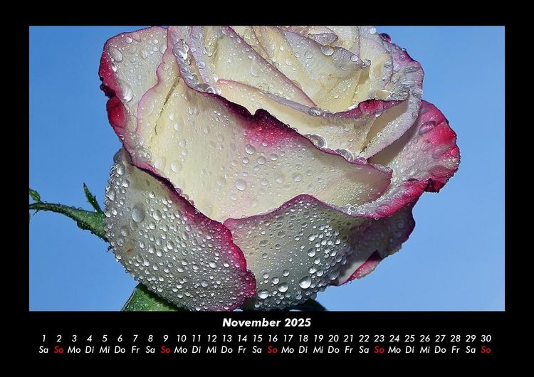 Produktbild: Rosen-Kalender 2025 Fotokalender DIN A3