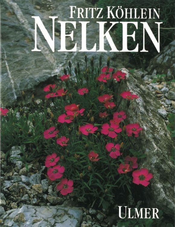Produktbild: Nelken