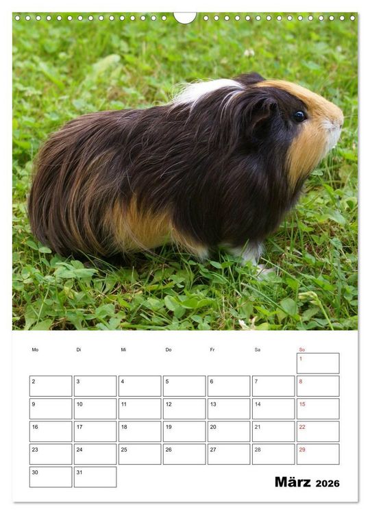 Produktbild: Meerschweinchen Terminplaner (Wandkalender 2026 DIN A3 hoch), CALVENDO Monatskalender