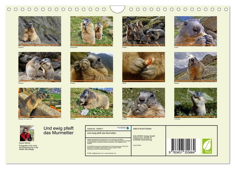 Produktbild: Und ewig pfeift das Murmeltier (Wandkalender 2026 DIN A4 quer), CALVENDO Monatskalender