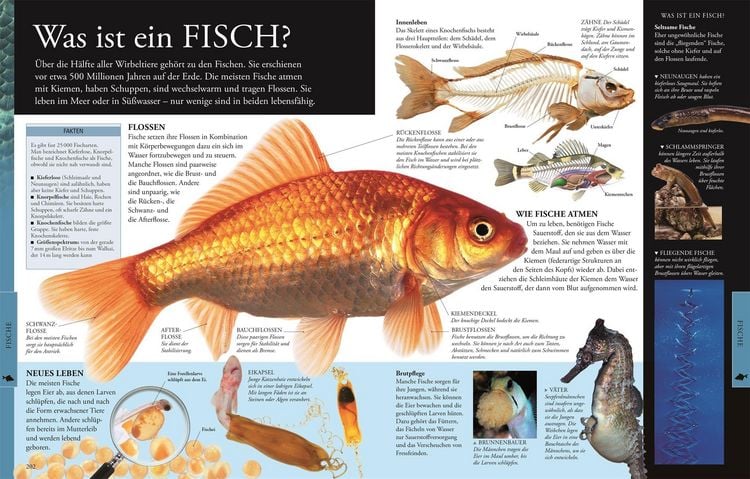 Produktbild: Wissen f&uuml;r clevere Kids. Tiere f&uuml;r clevere Kids