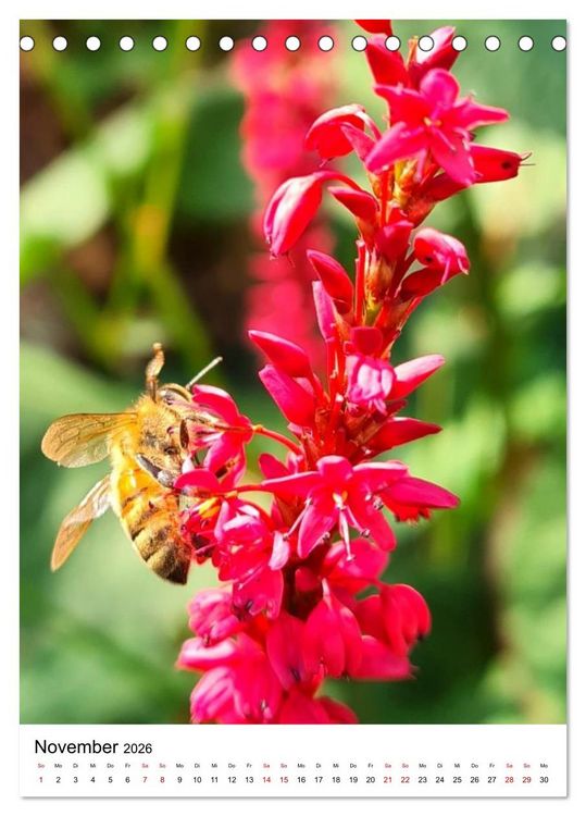 Produktbild: Imkers flei&szlig;igste Bienen - So arbeiten meine Immen &ndash; Originalaufnahmen aus erster Hand (Tischkalender 2026 DIN A5 hoch), CALVENDO Monatskalender