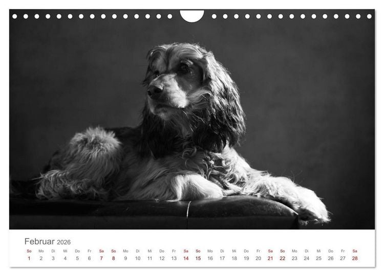 Produktbild: Hundeportraits Fine Art (Wandkalender 2026 DIN A4 quer), CALVENDO Monatskalender