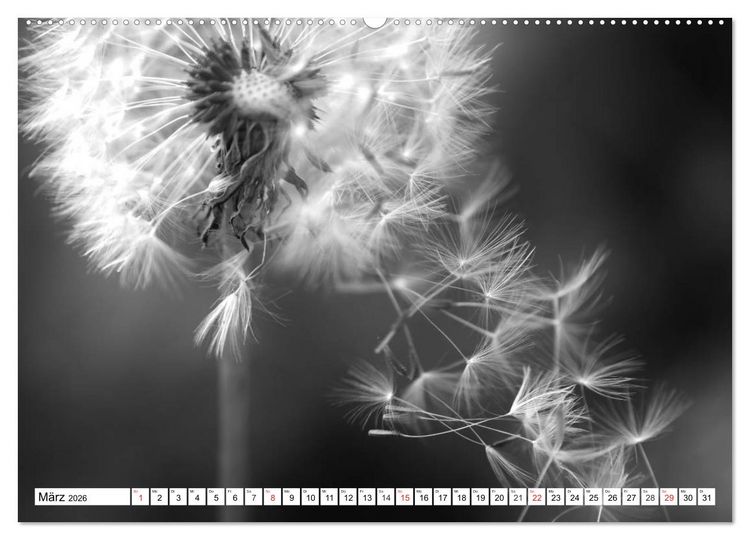 Produktbild: Pusteblumenzauber in schwarzwei&szlig; (Wandkalender 2026 DIN A2 quer), CALVENDO Monatskalender