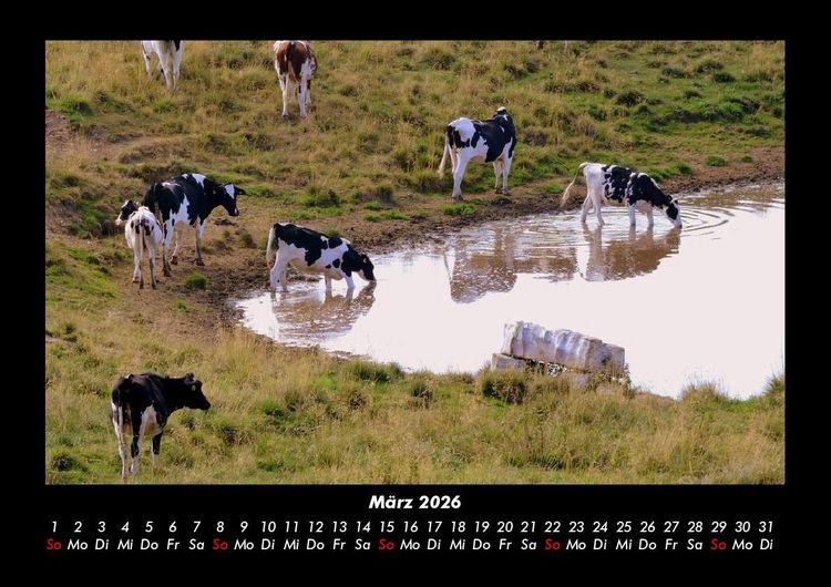 Produktbild: Kuhkalender 2026 Fotokalender DIN A3