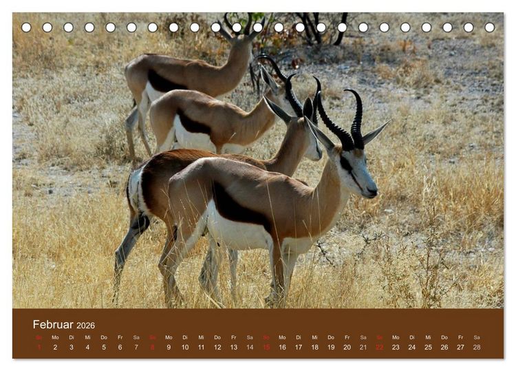 Produktbild: Namibia - faszinierende Menschen und Tiere (Tischkalender 2026 DIN A5 quer), CALVENDO Monatskalender