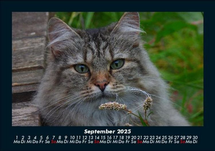 Produktbild: F&uuml;r Katzenfreunde 2025 Fotokalender DIN A5