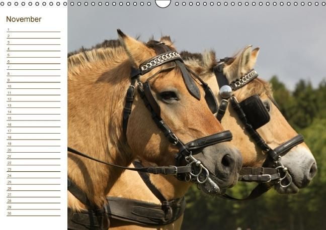 Produktbild: Der Pferde-Geburtstagskalender (Wandkalender immerw&auml;hrend DIN A3 quer)