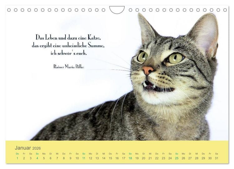 Produktbild: Katzenzitate 2026 (Wandkalender 2026 DIN A4 quer), CALVENDO Monatskalender