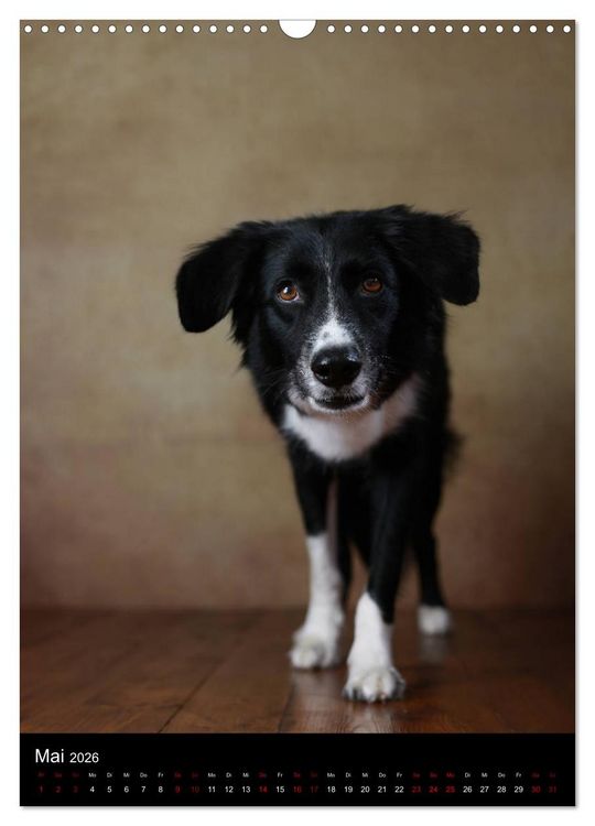 Produktbild: Geliebte Aussies - Australian Shepherds im Portrait (Wandkalender 2026 DIN A3 hoch), CALVENDO Monatskalender