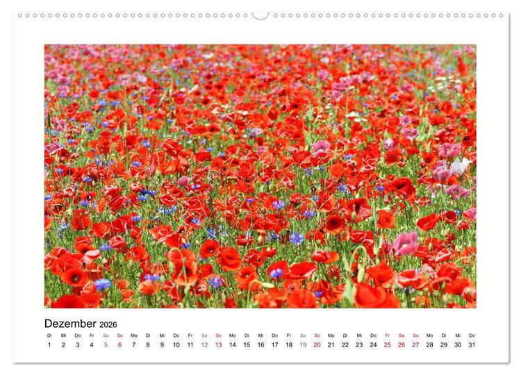 Produktbild: Mohn, zarte Bl&uuml;ten, starke Farben (hochwertiger Premium Wandkalender 2026 DIN A2 quer), Kunstdruck in Hochglanz