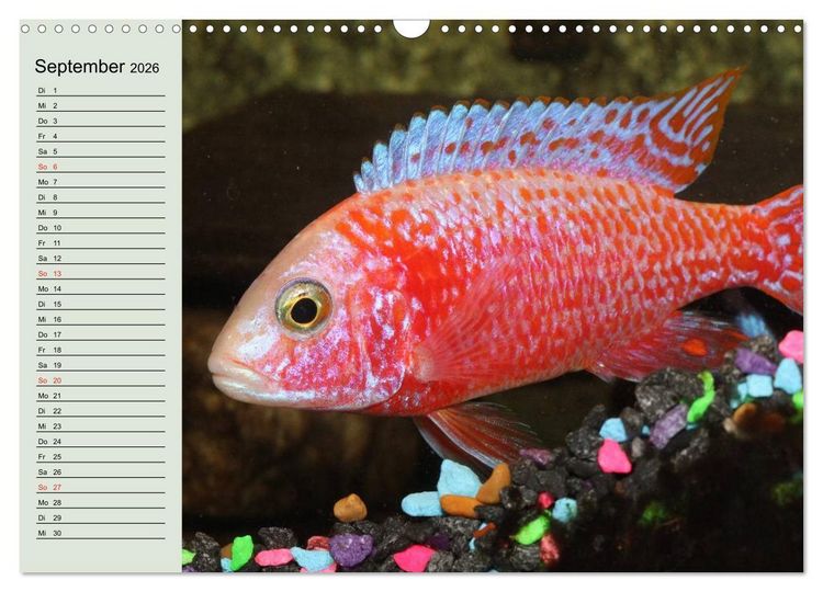 Produktbild: Knallbunte Wasserwelt. Die Welt der Fische (Wandkalender 2026 DIN A3 quer), CALVENDO Monatskalender
