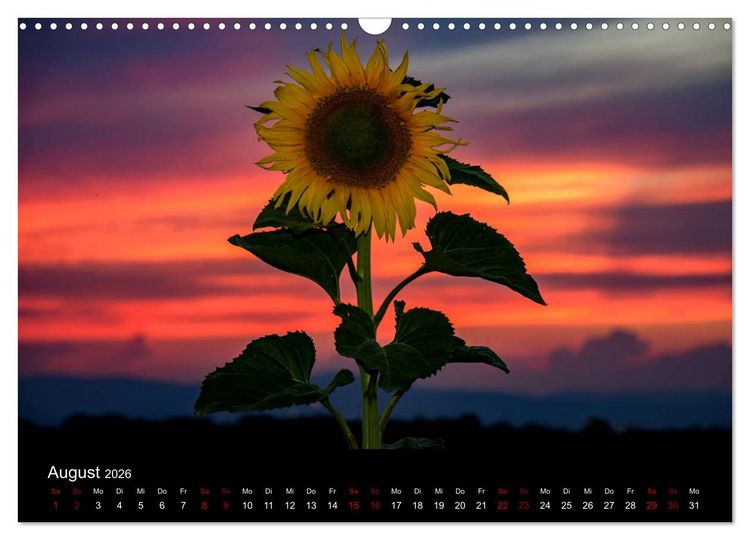 Produktbild: Blumen der Sonne (Wandkalender 2026 DIN A3 quer), CALVENDO Monatskalender