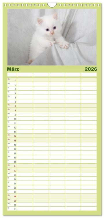 Produktbild: Familienplaner 2026 - Ragdoll Kitten mit 5 Spalten (Wandkalender, 21 x 45 cm) CALVENDO