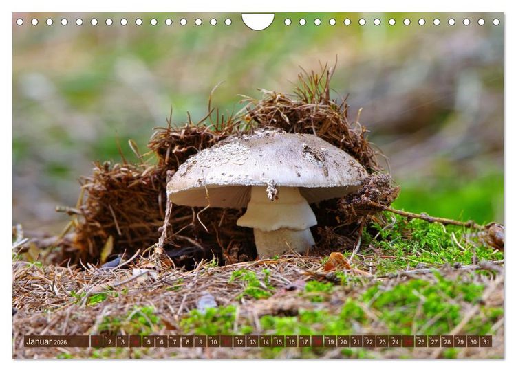 Produktbild: Herbstzeit ist Pilzezeit (Wandkalender 2026 DIN A4 quer), CALVENDO Monatskalender