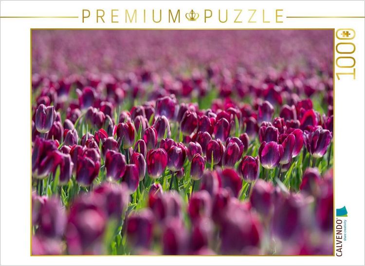 Produktbild: CALVENDO Puzzle Pr&auml;chtiges lila Tulpenfeld in Julianadorp | 1000 Teile Lege-Gr&ouml;&szlig;e 64x48cm Foto-Puzzle f&uuml;r gl&uuml;ckliche Stunden