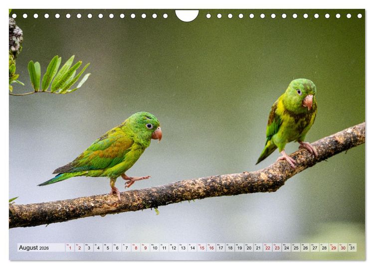 Produktbild: Phantastische Vogelwelt Costa Rica (Wandkalender 2026 DIN A4 quer), CALVENDO Monatskalender