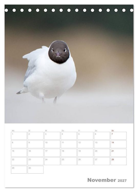 Produktbild: M&ouml;wen - die V&ouml;gel der K&uuml;ste (Tischkalender 2027 DIN A5 hoch), CALVENDO Monatskalender