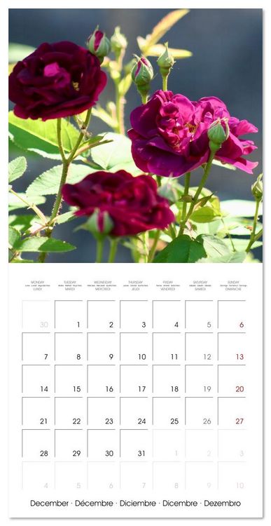 Produktbild: LE PARFUM ENVO&Ucirc;TANT DES ROSES (Calendrier mural carr&eacute; 2026 30x30 cm) Calendrier double avec une page pour vos prises de notes