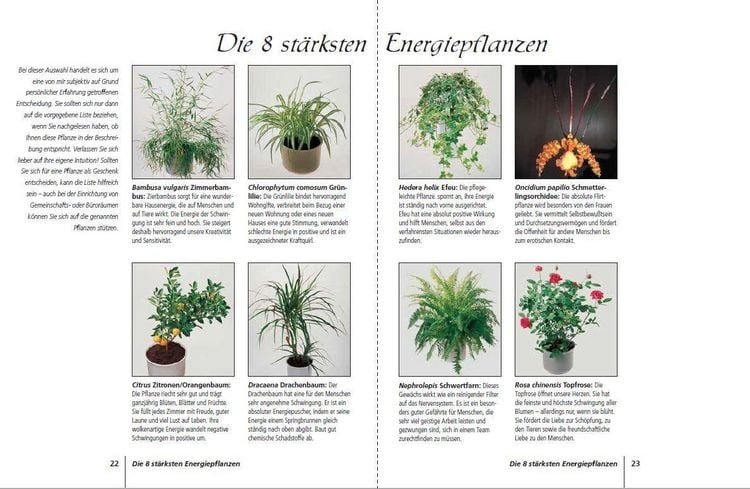 ist bio saatgut immer samenfest Bio-Gartengemüse Samen-Set kaufen main image 0