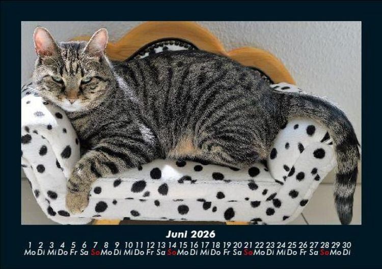 Produktbild: F&uuml;r Katzenfreunde 2026 Fotokalender DIN A5