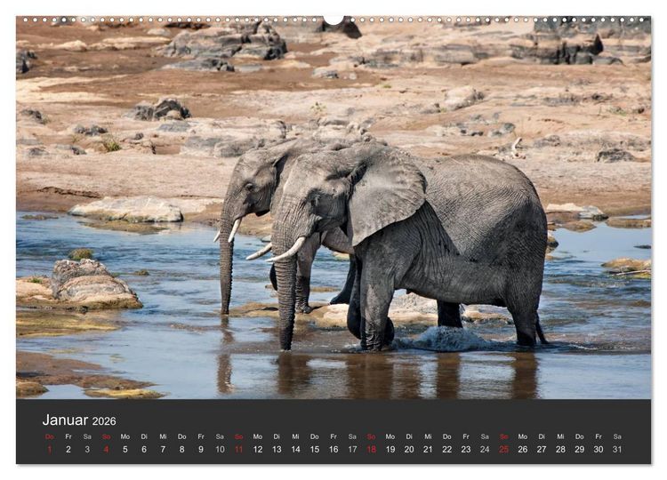 Produktbild: Elefanten - Graue Riesen (hochwertiger Premium Wandkalender 2026 DIN A2 quer), Kunstdruck in Hochglanz