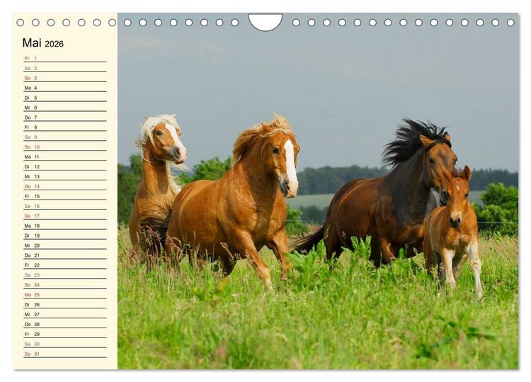 Produktbild: Welt der Pferde (Wandkalender 2026 DIN A4 quer), CALVENDO Monatskalender